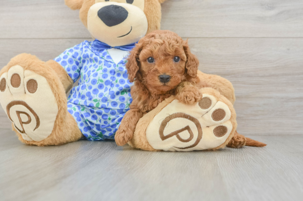 5 week old Mini Goldendoodle Puppy For Sale - Windy City Pups