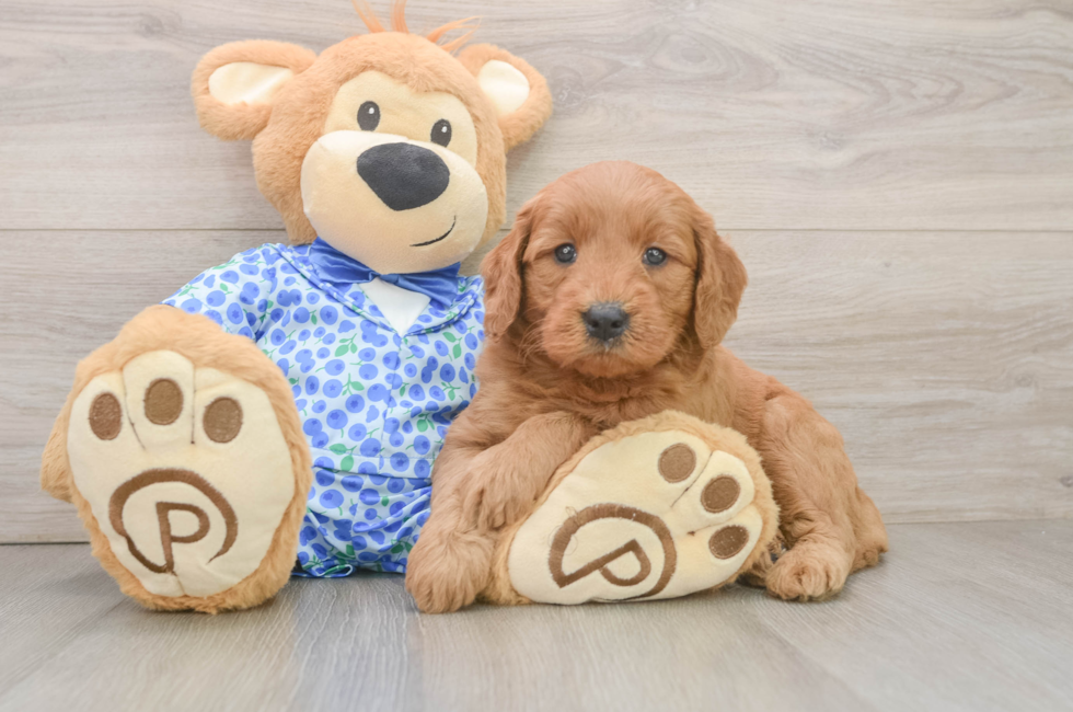 6 week old Mini Goldendoodle Puppy For Sale - Windy City Pups