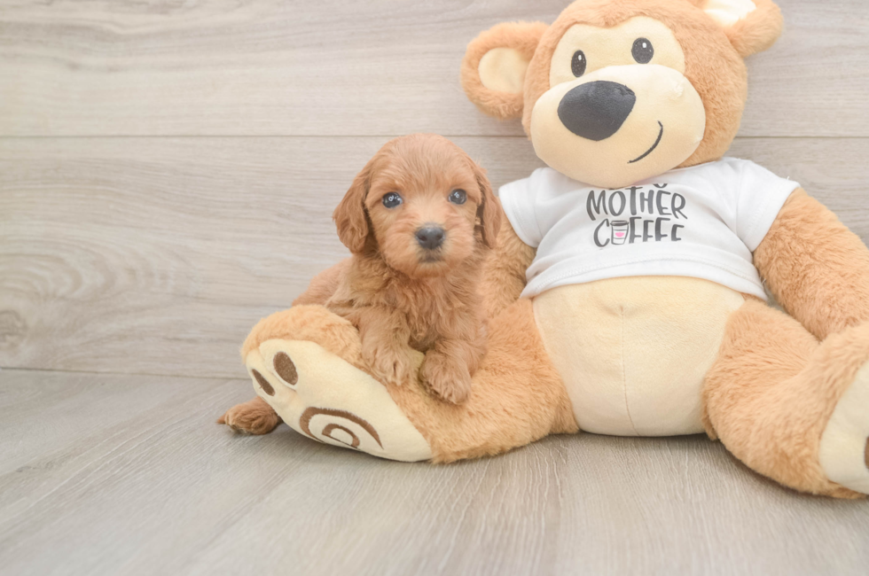 5 week old Mini Goldendoodle Puppy For Sale - Windy City Pups