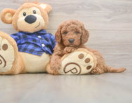 6 week old Mini Goldendoodle Puppy For Sale - Windy City Pups