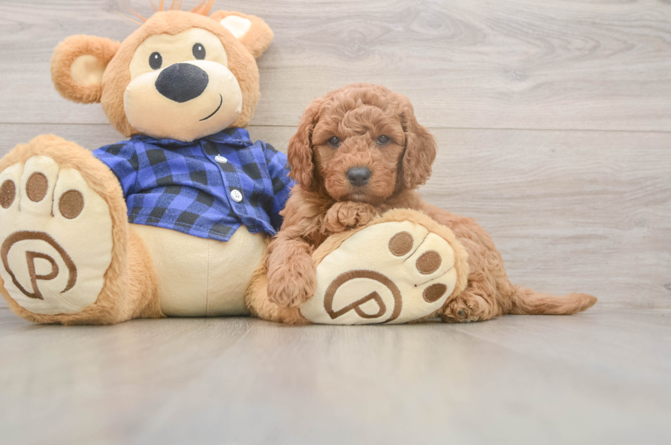 6 week old Mini Goldendoodle Puppy For Sale - Windy City Pups