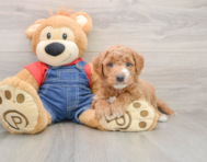 7 week old Mini Goldendoodle Puppy For Sale - Windy City Pups