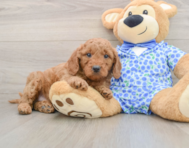 7 week old Mini Goldendoodle Puppy For Sale - Windy City Pups