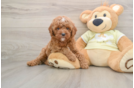 Little Mini Goldenpoo Poodle Mix Puppy