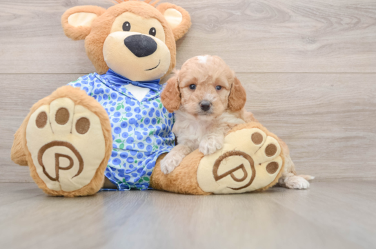 Mini Goldendoodle Pup Being Cute