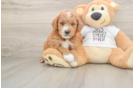 Best Mini Goldendoodle Baby