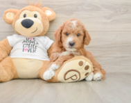 7 week old Mini Goldendoodle Puppy For Sale - Windy City Pups
