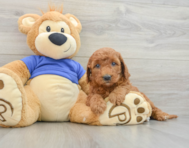 7 week old Mini Goldendoodle Puppy For Sale - Windy City Pups