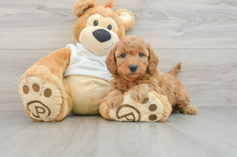 7 week old Mini Goldendoodle Puppy For Sale - Windy City Pups