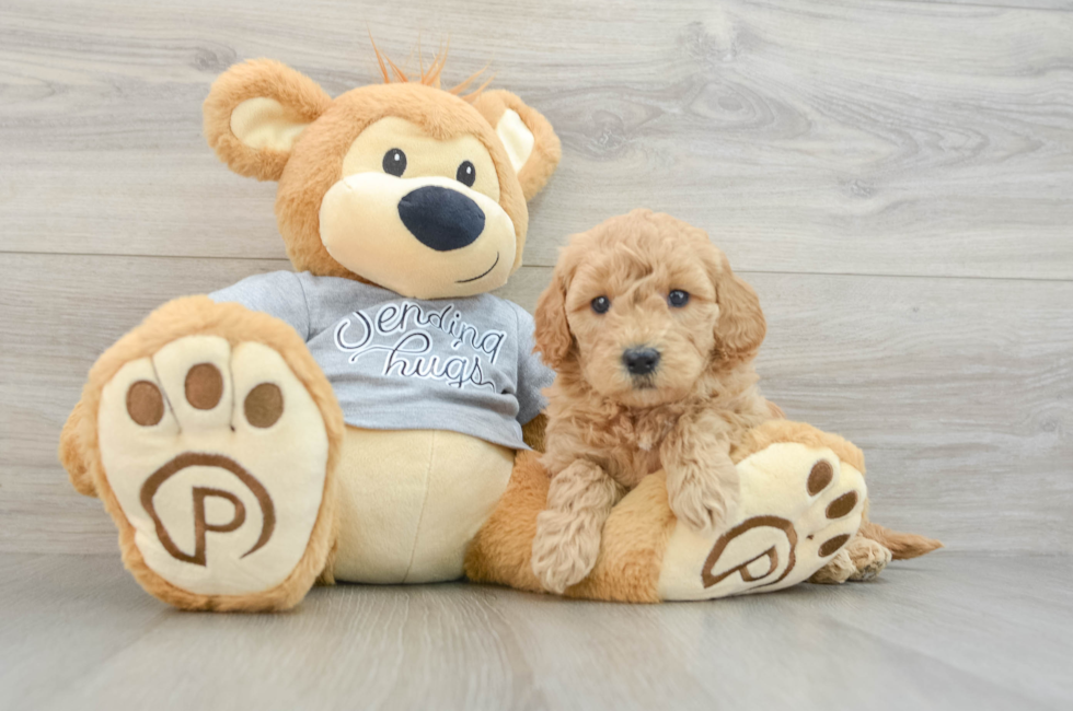 5 week old Mini Goldendoodle Puppy For Sale - Windy City Pups