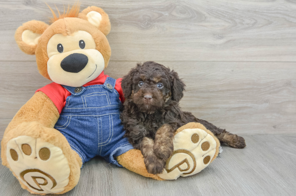 5 week old Mini Goldendoodle Puppy For Sale - Windy City Pups