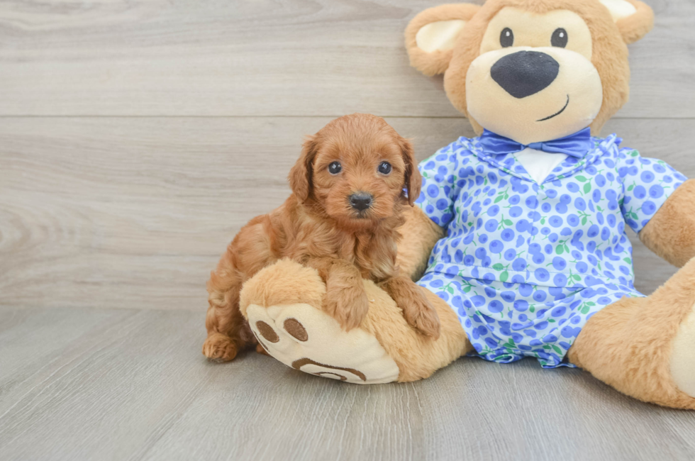5 week old Mini Goldendoodle Puppy For Sale - Windy City Pups