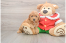 Best Mini Goldendoodle Baby