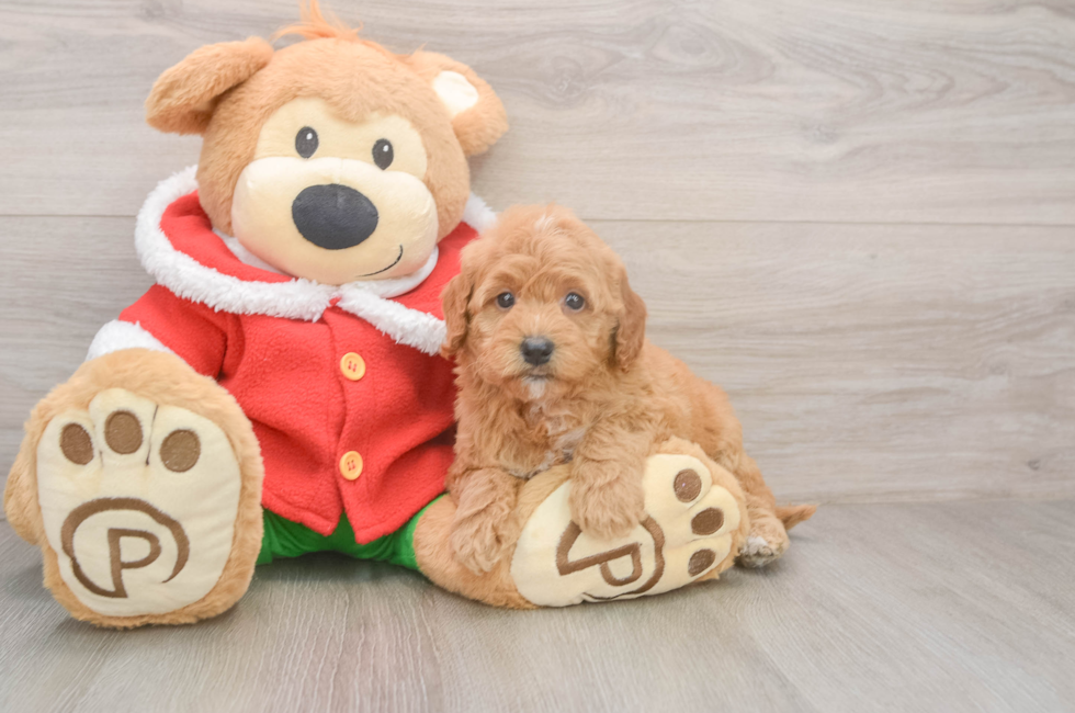 5 week old Mini Goldendoodle Puppy For Sale - Windy City Pups