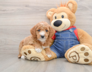 8 week old Mini Goldendoodle Puppy For Sale - Windy City Pups
