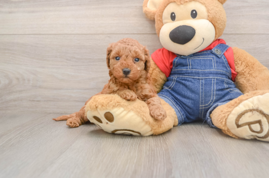 Petite Mini Goldendoodle Poodle Mix Pup
