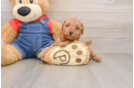 Best Mini Goldendoodle Baby