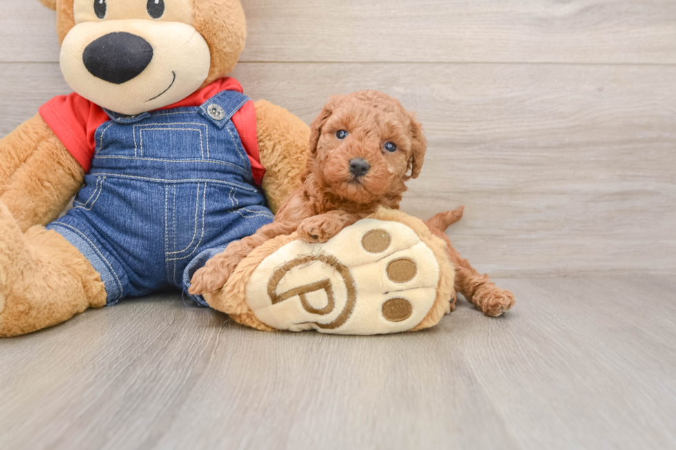 Best Mini Goldendoodle Baby