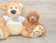 8 week old Mini Goldendoodle Puppy For Sale - Windy City Pups