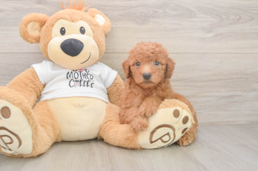 5 week old Mini Goldendoodle Puppy For Sale - Windy City Pups