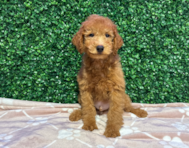 10 week old Mini Goldendoodle Puppy For Sale - Windy City Pups