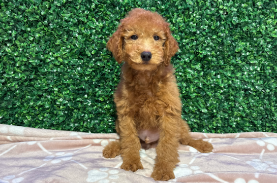 11 week old Mini Goldendoodle Puppy For Sale - Windy City Pups Cute Mini Goldendoodle Baby