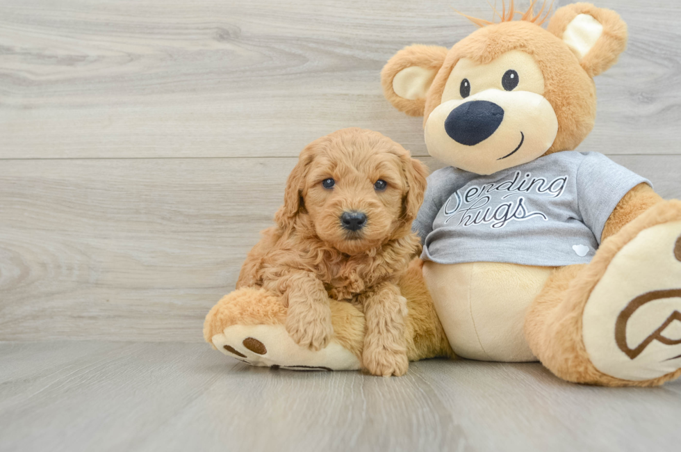 5 week old Mini Goldendoodle Puppy For Sale - Windy City Pups