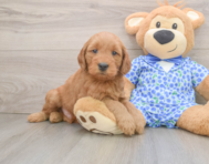 7 week old Mini Goldendoodle Puppy For Sale - Windy City Pups