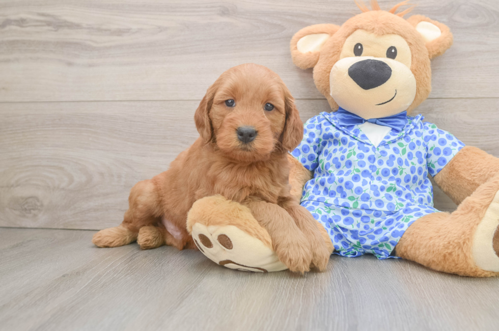 6 week old Mini Goldendoodle Puppy For Sale - Windy City Pups