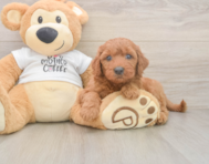 7 week old Mini Goldendoodle Puppy For Sale - Windy City Pups