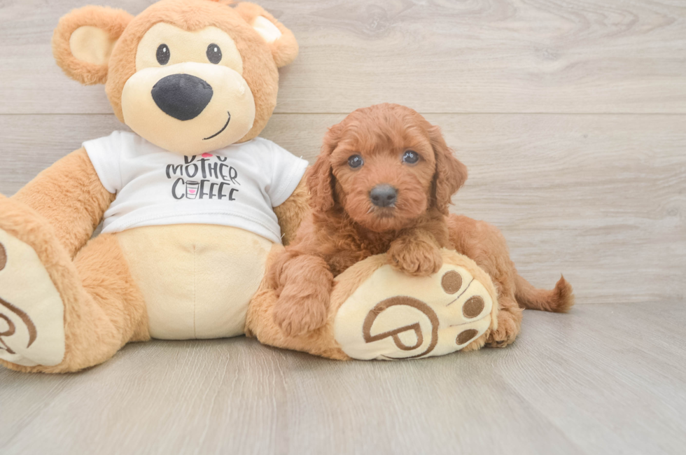 5 week old Mini Goldendoodle Puppy For Sale - Windy City Pups