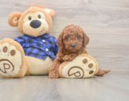 6 week old Mini Goldendoodle Puppy For Sale - Windy City Pups