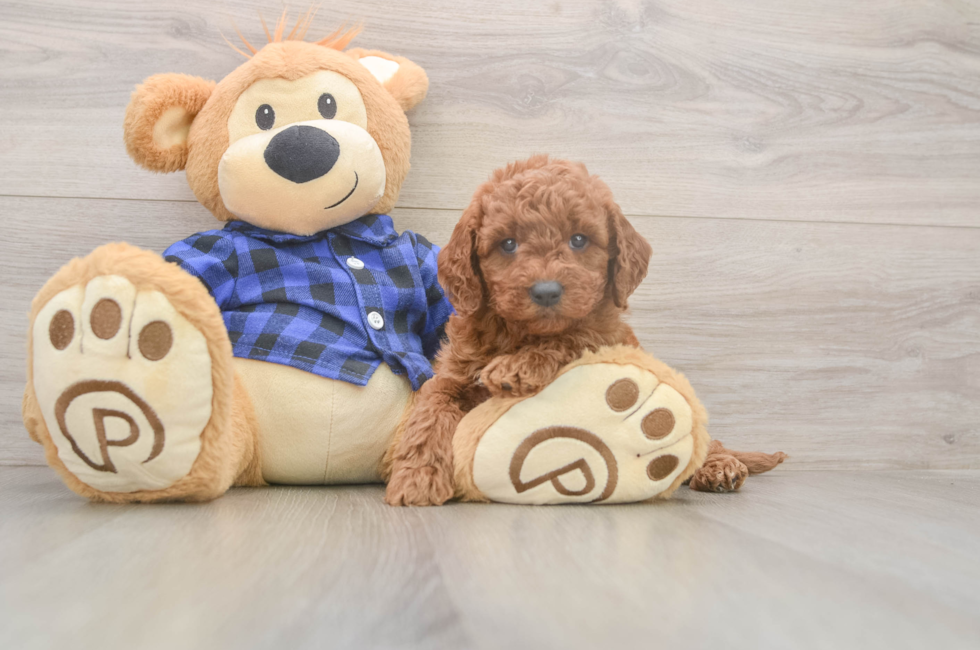 6 week old Mini Goldendoodle Puppy For Sale - Windy City Pups