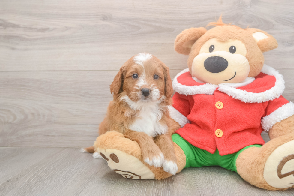 Smart Mini Goldendoodle Poodle Mix Pup