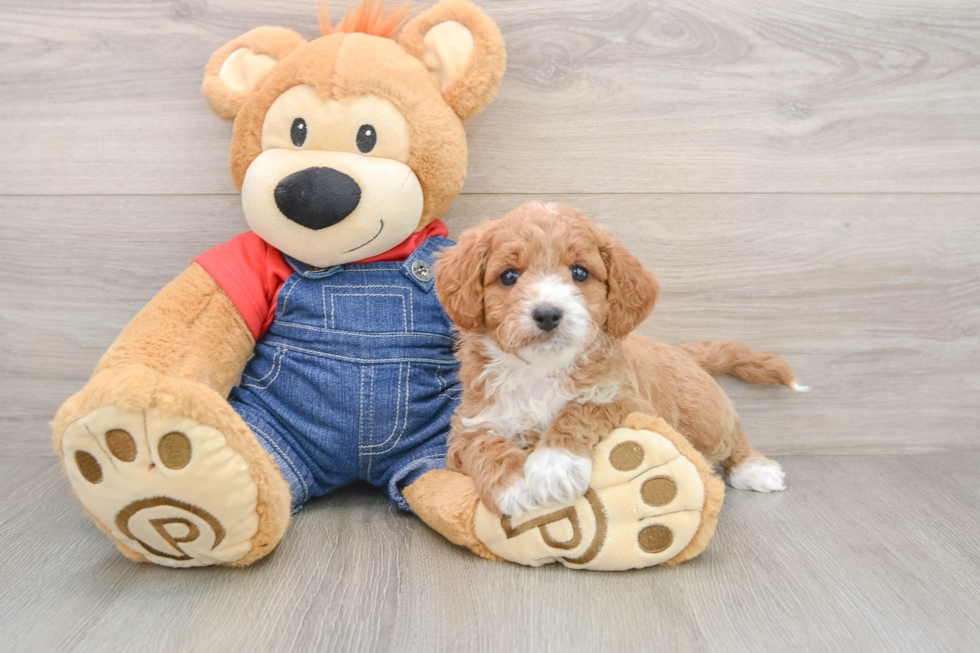 Happy Mini Goldendoodle Baby