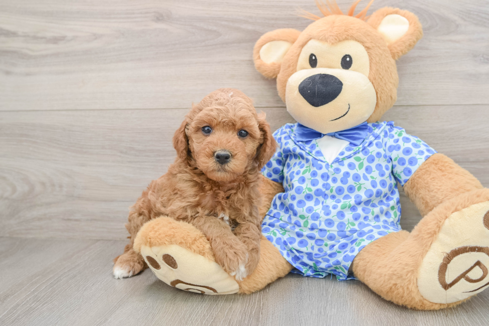 Little Mini Goldenpoo Poodle Mix Puppy