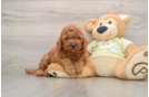 Mini Goldendoodle Pup Being Cute