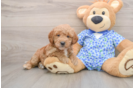 Best Mini Goldendoodle Baby