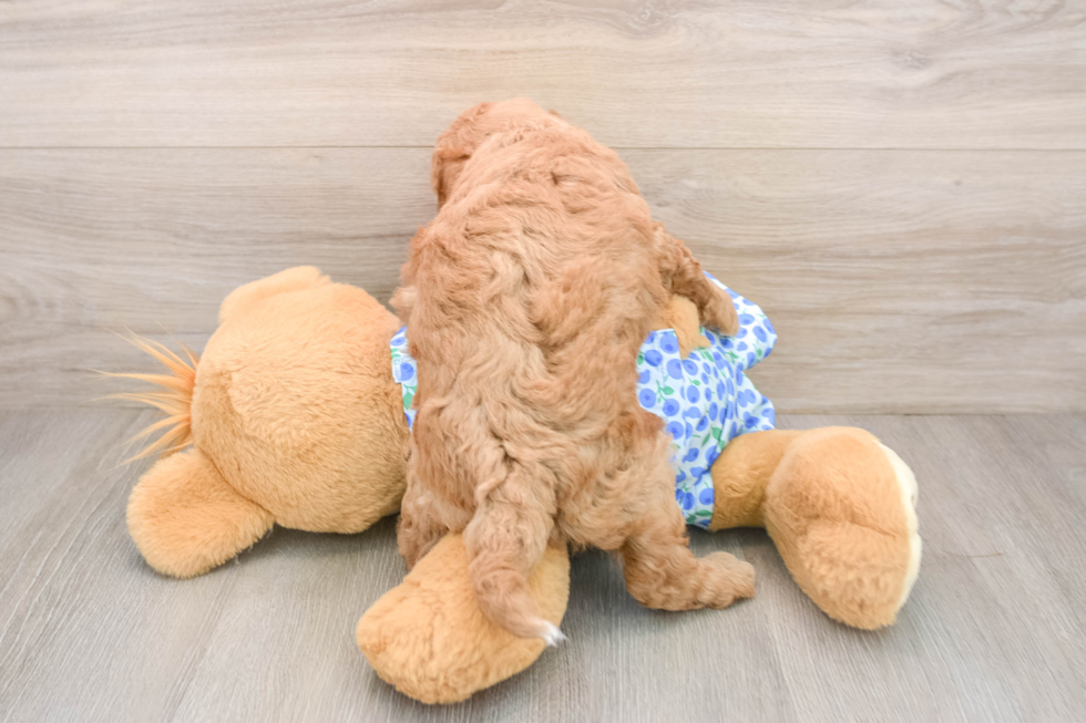 Cute Mini Goldendoodle Baby
