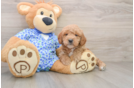 Mini Goldendoodle Pup Being Cute