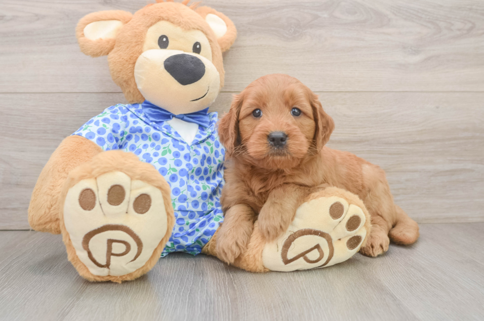6 week old Mini Goldendoodle Puppy For Sale - Windy City Pups