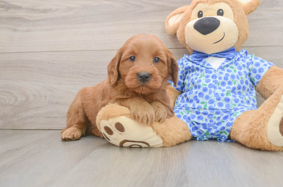6 week old Mini Goldendoodle Puppy For Sale - Windy City Pups