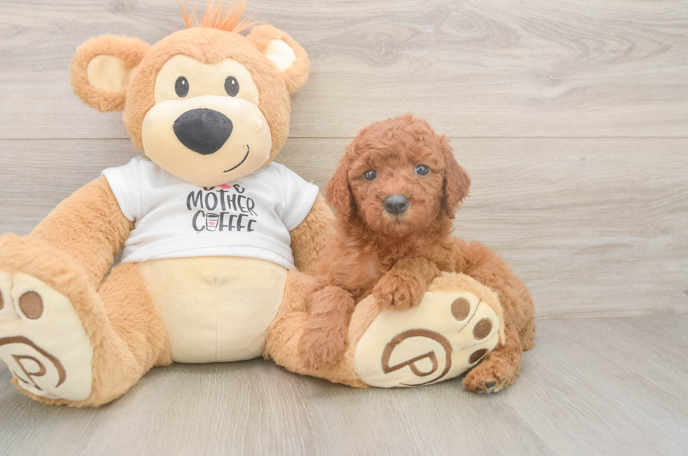 5 week old Mini Goldendoodle Puppy For Sale - Windy City Pups