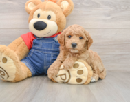 7 week old Mini Goldendoodle Puppy For Sale - Windy City Pups