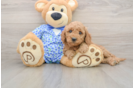 Best Mini Goldendoodle Baby