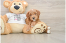 Little Mini Goldenpoo Poodle Mix Puppy