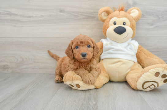 Mini Goldendoodle Pup Being Cute