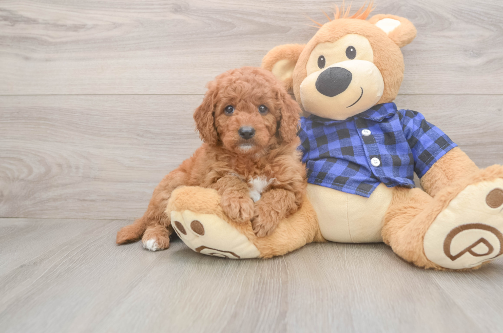 6 week old Mini Goldendoodle Puppy For Sale - Windy City Pups