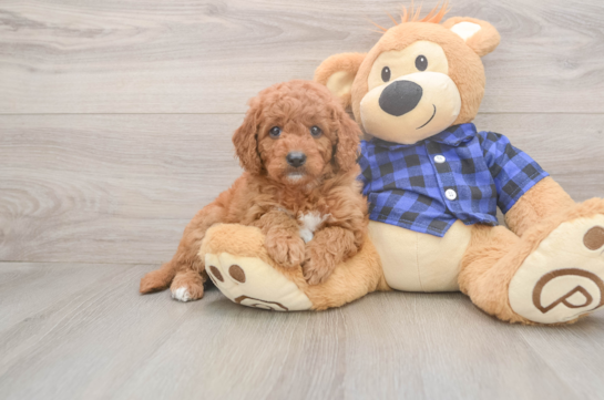 Small Mini Goldendoodle Baby