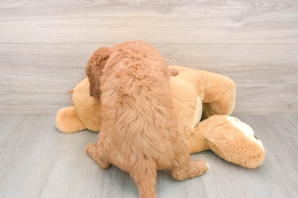 Best Mini Goldendoodle Baby